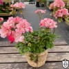 Pelargonium 'Diane Louise' - Pelargoon 'Diane Louise' P9/0,55L